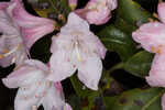 Piedmont rhododendron